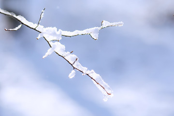 a close-up of a thin branch covered with white snow on a blurry background