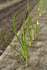 Dutch white gold vegetable, growing green asparagus plants after seasonal harvesting of white asparagus and removing of sun lights protector from plastic film