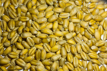 semences de blé tendre