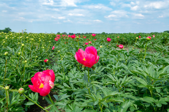 Fototapeta Colorful field with seasonal blossom of big pink peony roses flowers, countryside landscape, Dutch flowers