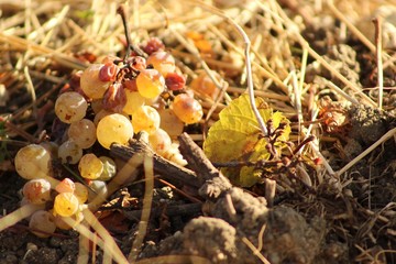 branch of ripe grapes