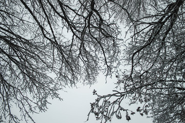 silhouette of tree with blue sky in background