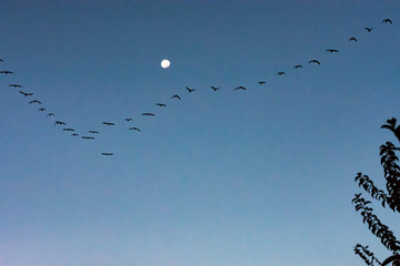 渡り鳥と月