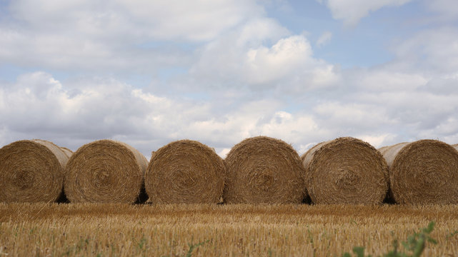 Group of round hay bales in a field