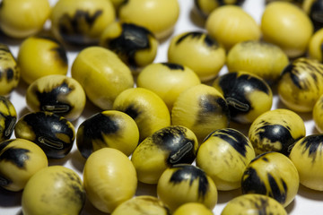 graines soja maculées