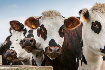 vache laiti&egrave;re
