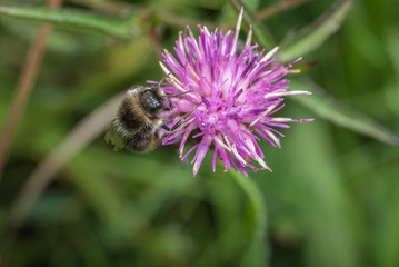 Bee on clower