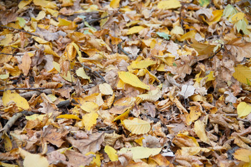 Autumn leaves on the ground. Autumn concept background. red, yellow foliage,