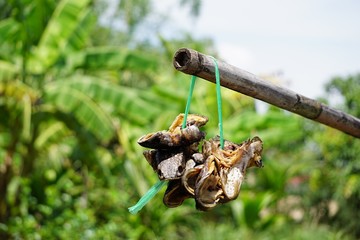 Dry fish heads hanging outdoors on the wooden in Thailand.