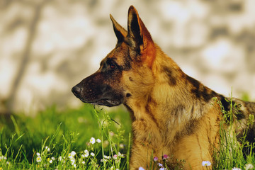 The portrait of a serious short-haired German Shepherd dog posing outdoors in the garden in summer
