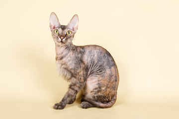Ukrainian Levkoy sphinx on colored backgrounds