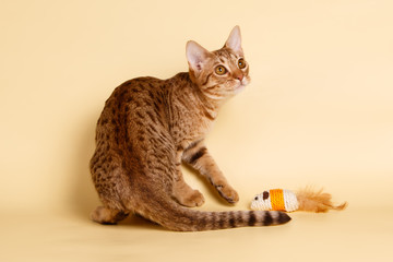 Ocicat spotted cat on colored backgrounds