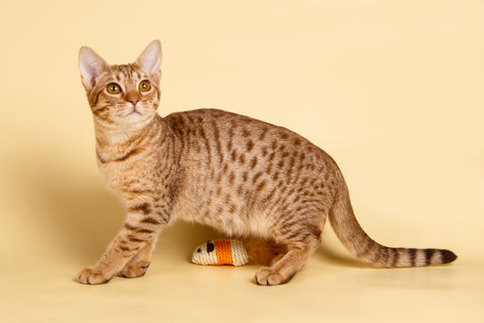 Серенгети кошка