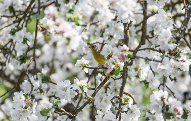 Vogel in Apfelbaum