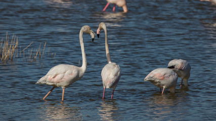 Pareja de flamencos rosas en las Marismas del Ampurdán