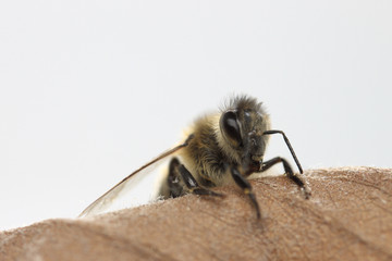 Pszczoła miodna na liściu