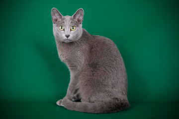 Russian blue cat on colored backgrounds