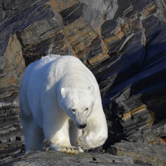 Norway Svalbard - Getting close to polar bear