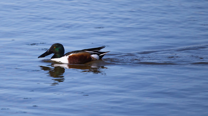 Pato cuchara en las Marismas del Ampurdán, Girona