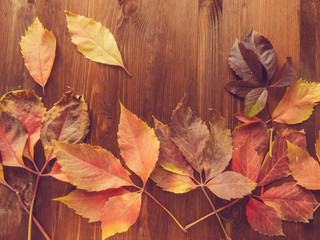Fototapeta premium bright red and colorful leaves of wild grapes on the wooden background. autumn season. background texture of leaves of wild grapes. autumn background
