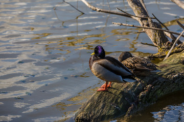 Pareja de Anade Real, Marismas del Ampurd&aacute;n, Girona