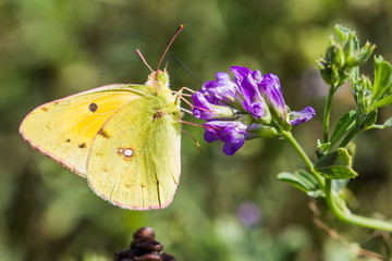 papillon souci © Paul