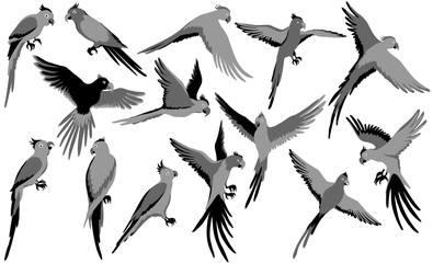 Vector parrot silhouettes of jungle