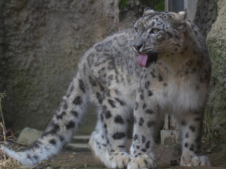 みんなの動物たち