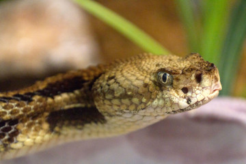 Naklejka premium Venomous Rattlesnake Has Its Eye On You