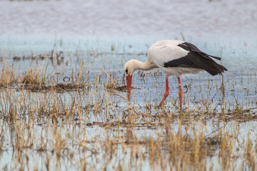 Cigüeña en las Marismas del Ampurdán