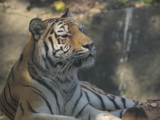 みんなの動物たち