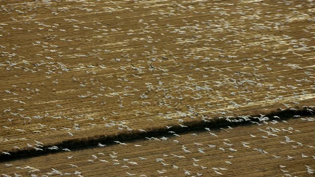 Aerial view of flock of geese flying over rice fields Northern California
