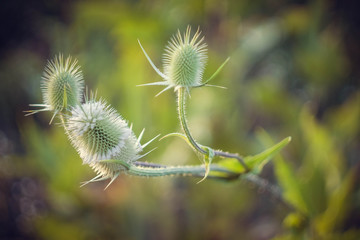 dandelion on green background