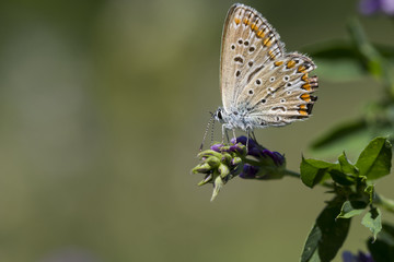 papillon azuré commun