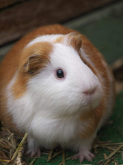 みんなの動物たち