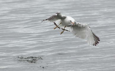 Hunting Seagull