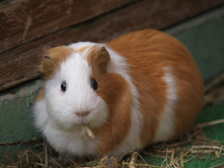 みんなの動物たち