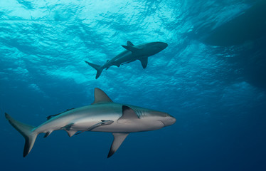 2 sharks under boat