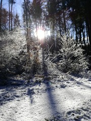 Winterwald