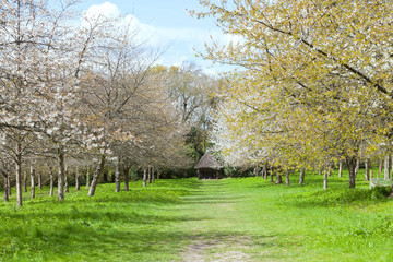 Walking path between white flowering cherry and fruit trees with young green leaves, spring garden in rural English countryside, on a sunny day ,