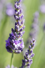 Fototapeta premium floraison lavande