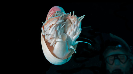 Nautilus