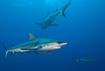 Fototapeta na wymiar 3 sharks