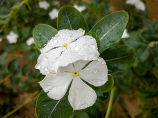 Flor de nome Bom-dia