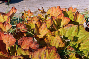 Reddened plants in September. Yellowed leaves in autumn.