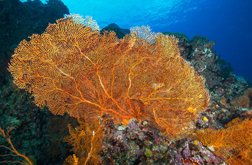 Large orange fan coral