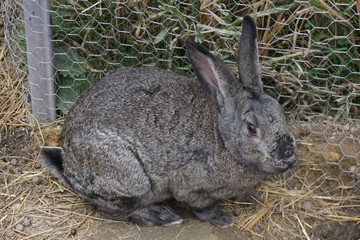 Lapin
