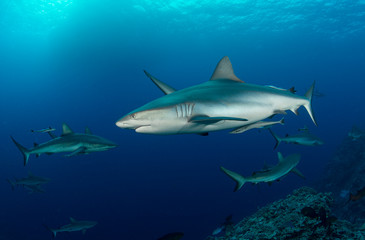 Sharks in dark water