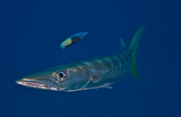 Barracuda with fish