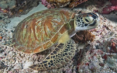 Fototapeta premium Turtle on reef
